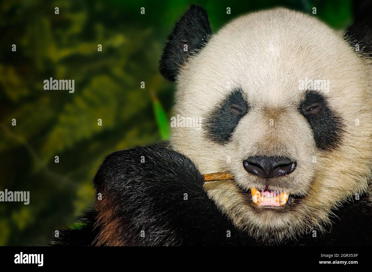 Un gigantesco orso panda (Ailuropoda melanoleuca) munches sul bambù, 8 settembre 2015, presso lo Zoo di Memphis a Memphis, Tennessee. Foto Stock