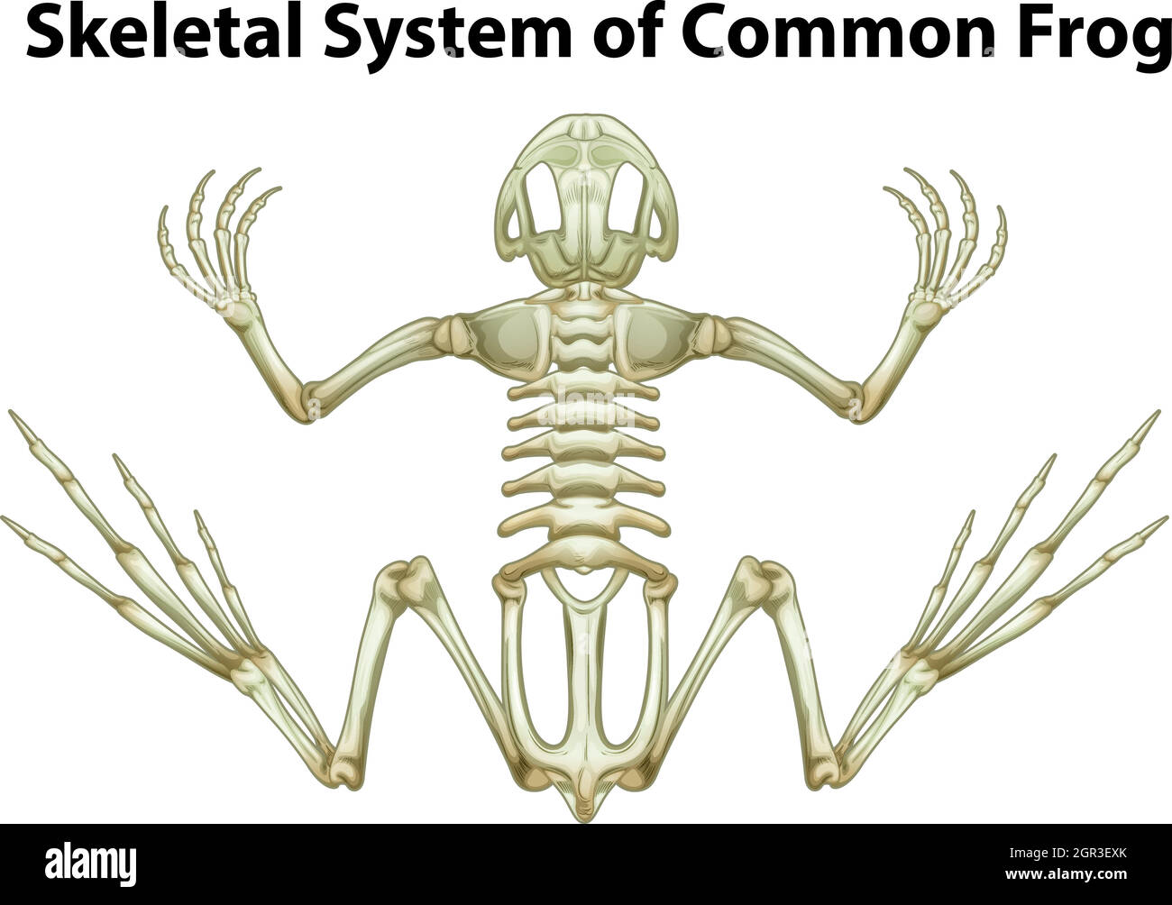 Sistema scheletrico di una rana comune Illustrazione Vettoriale