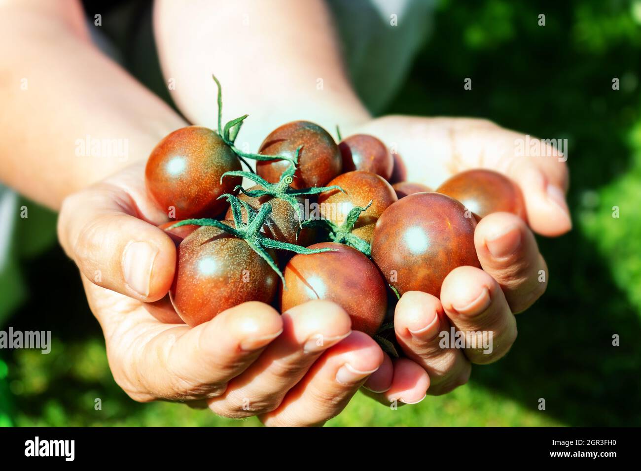 Pomodori ciliegini maturi in mano della donna. Foto Stock