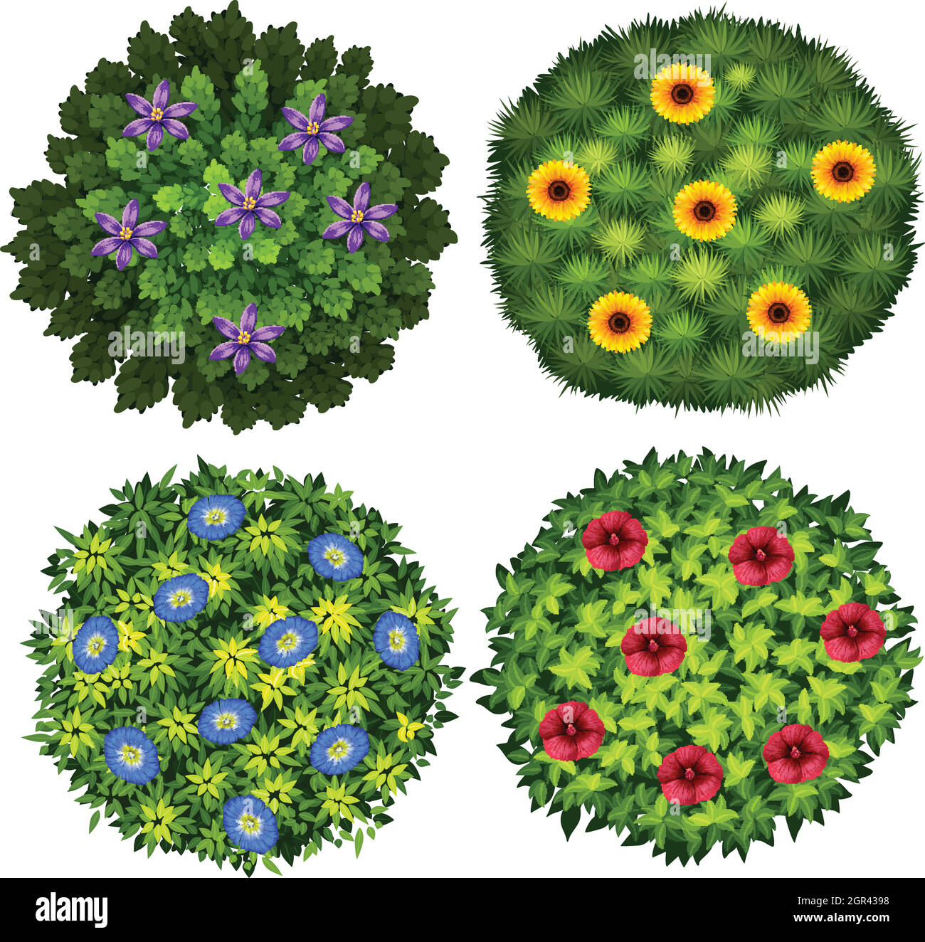 Cespugli con fiori colorati Immagine e Vettoriale - Alamy