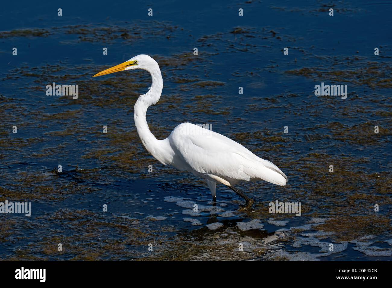 Grande egretta in terre paludose. Noto anche come la comune egretta, o grande egretta bianca o grande airone bianco è una grande, ampiamente distribuita egretta. Foto Stock