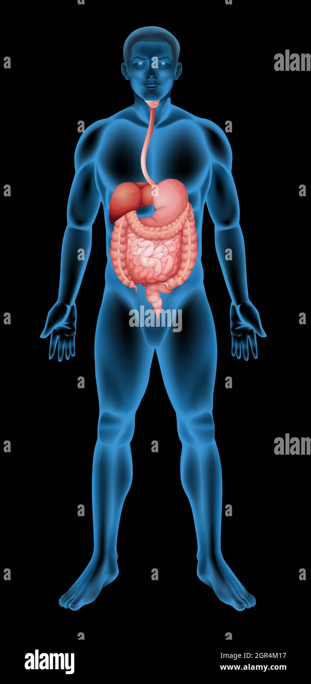 Apparato digestivo umano Illustrazione Vettoriale
