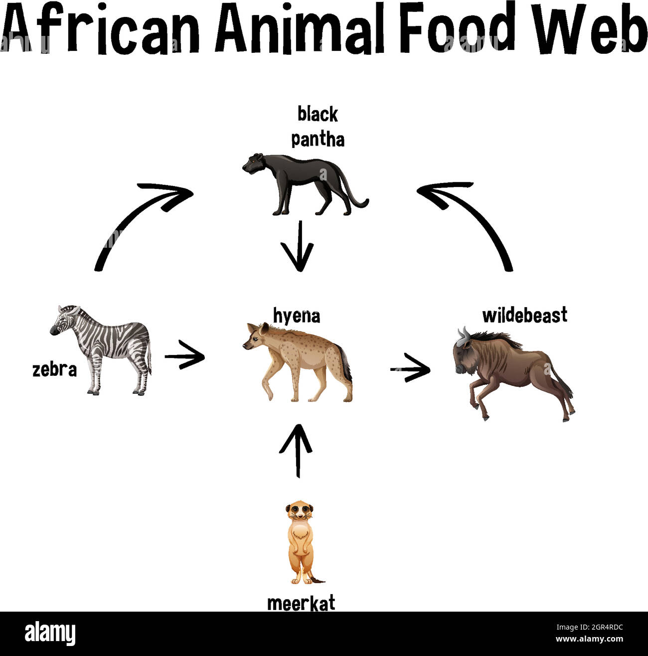 African Animal Food Web per l'istruzione Illustrazione Vettoriale