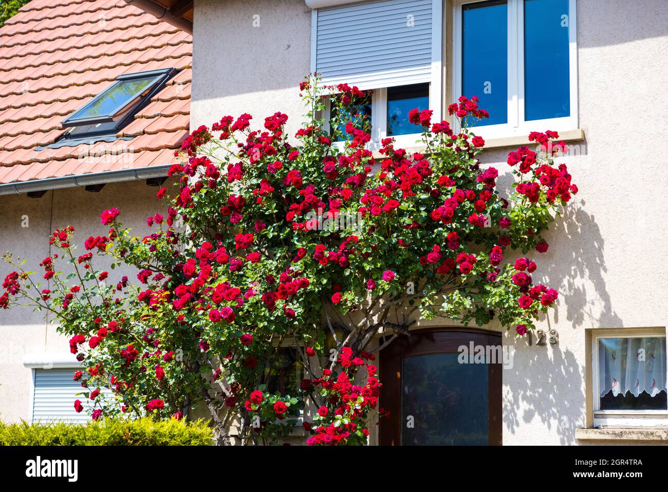 Fuoco selettivo sparato di rose rosse che si arrampicano intorno ad una casa Foto Stock