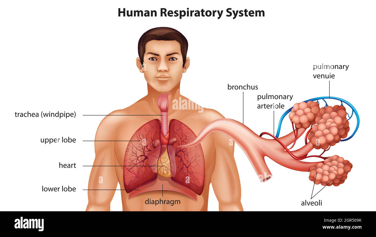 Sistema respiratorio dell'uomo Illustrazione Vettoriale