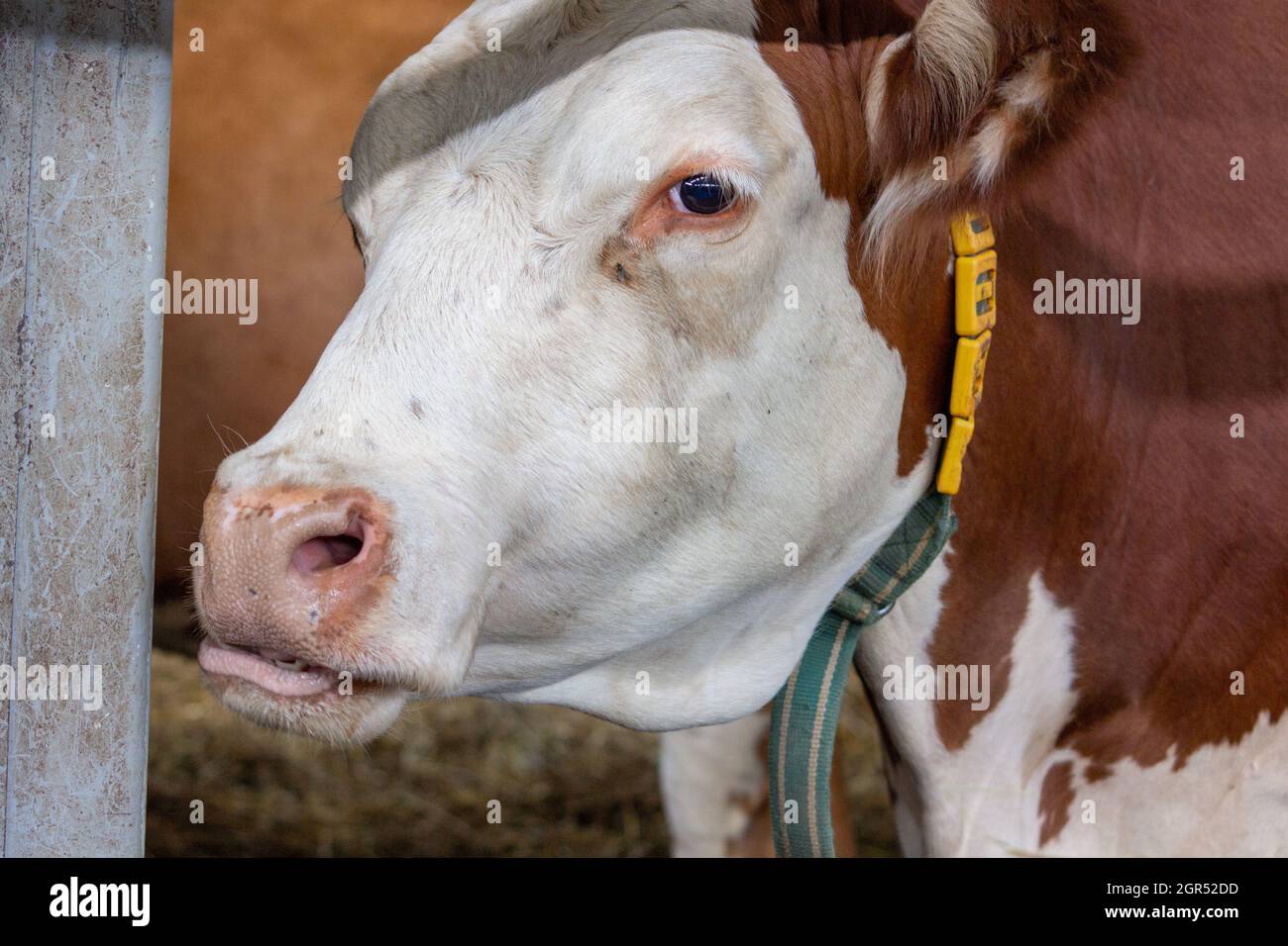 Mucche in un'azienda agricola che produce latte in un prato Foto Stock