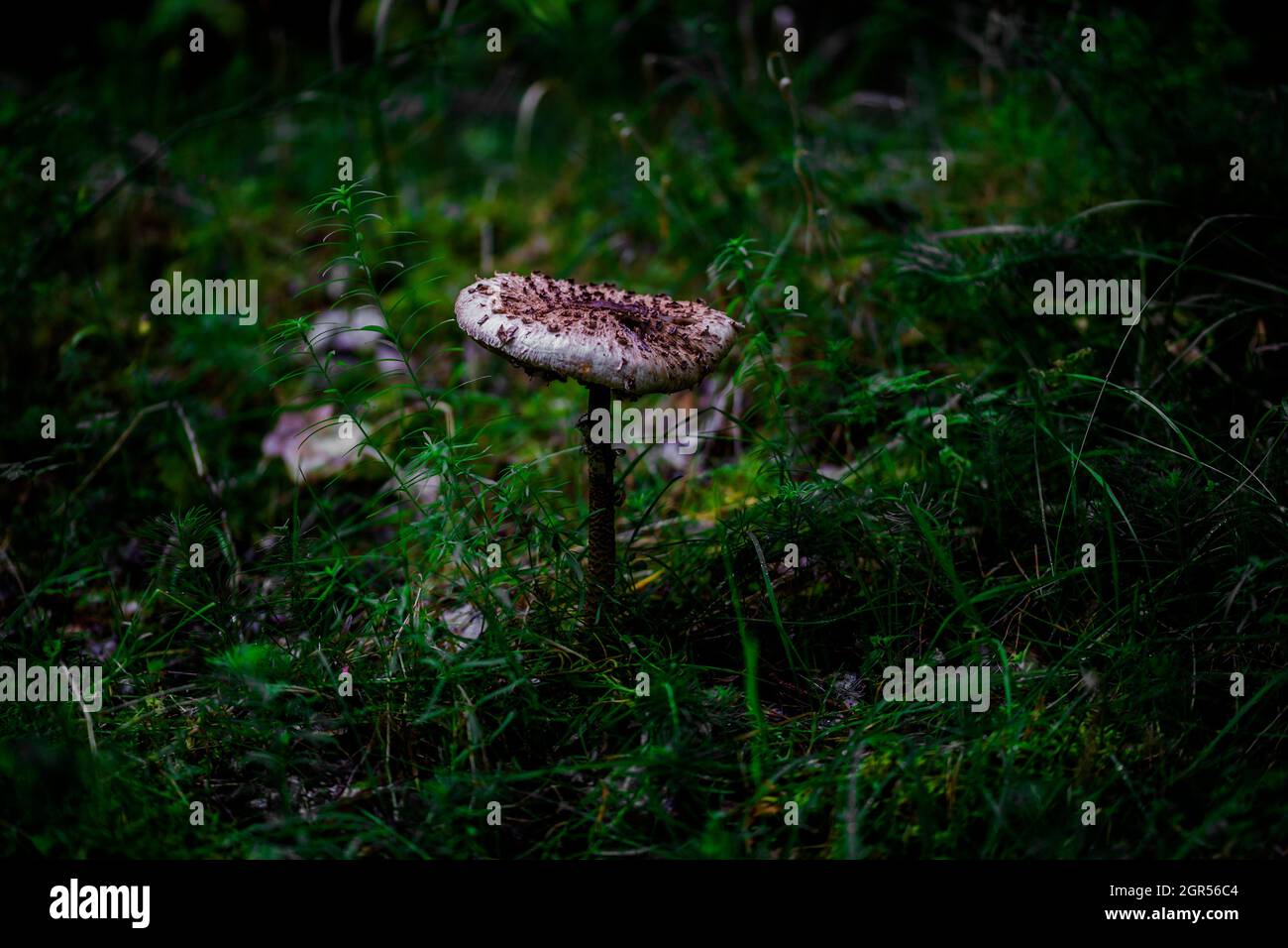 I funghi nel bosco Foto Stock