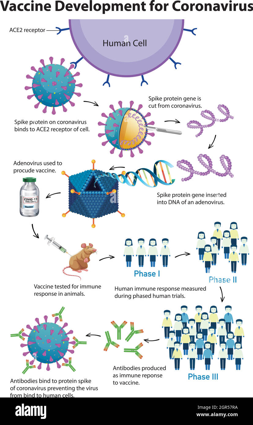 Sviluppo del vaccino per il coronavirus Illustrazione Vettoriale