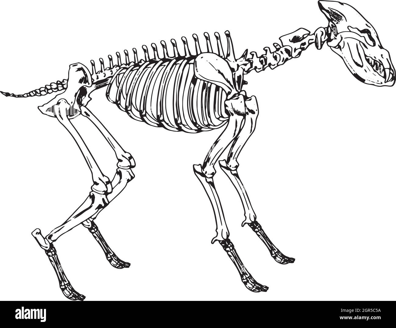 Scheletro di una iena Illustrazione Vettoriale