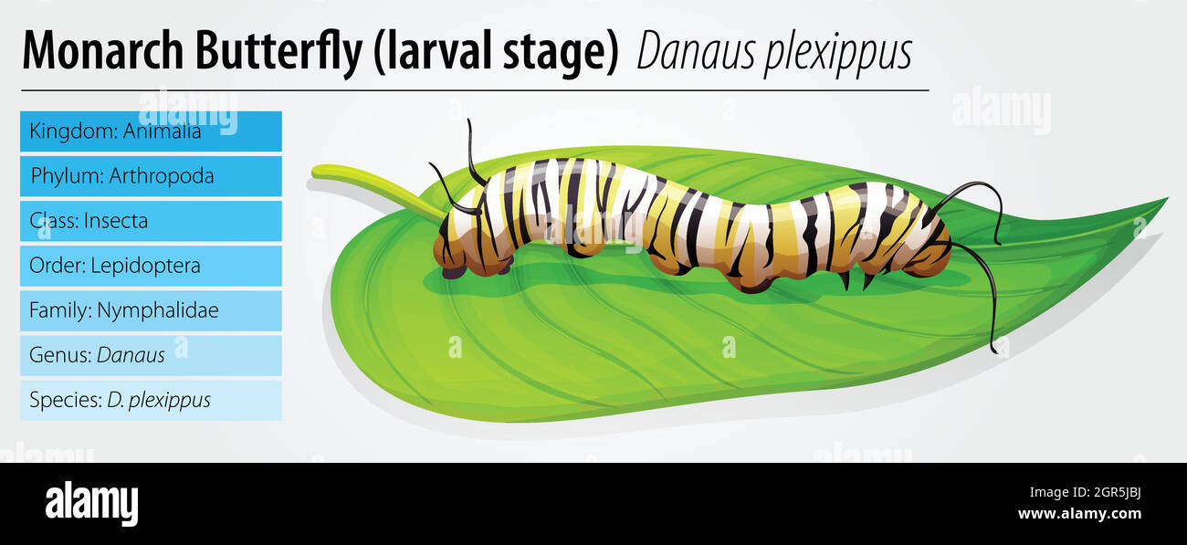 Farfalla Monarch - Danaus plexippus - palcoscenico larva Illustrazione Vettoriale