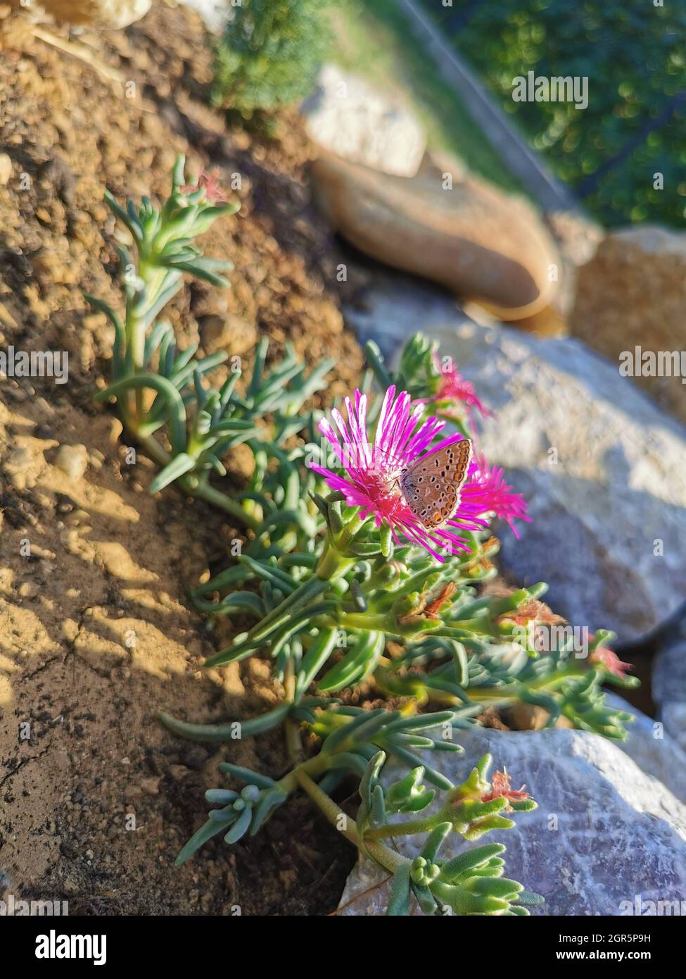 Selezione di una farfalla su un fiore di Carpobroto nel giardino Foto Stock