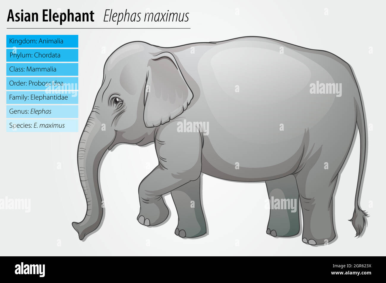 Elefante asiatico Illustrazione Vettoriale