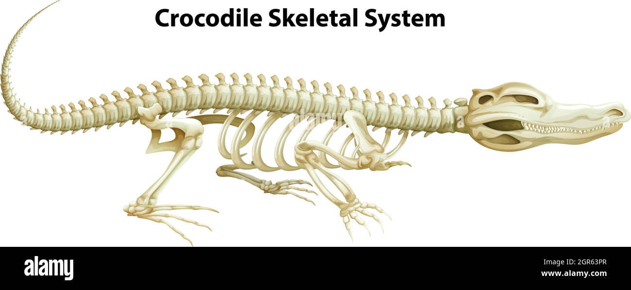 Sistema scheletrico di un coccodrillo Illustrazione Vettoriale