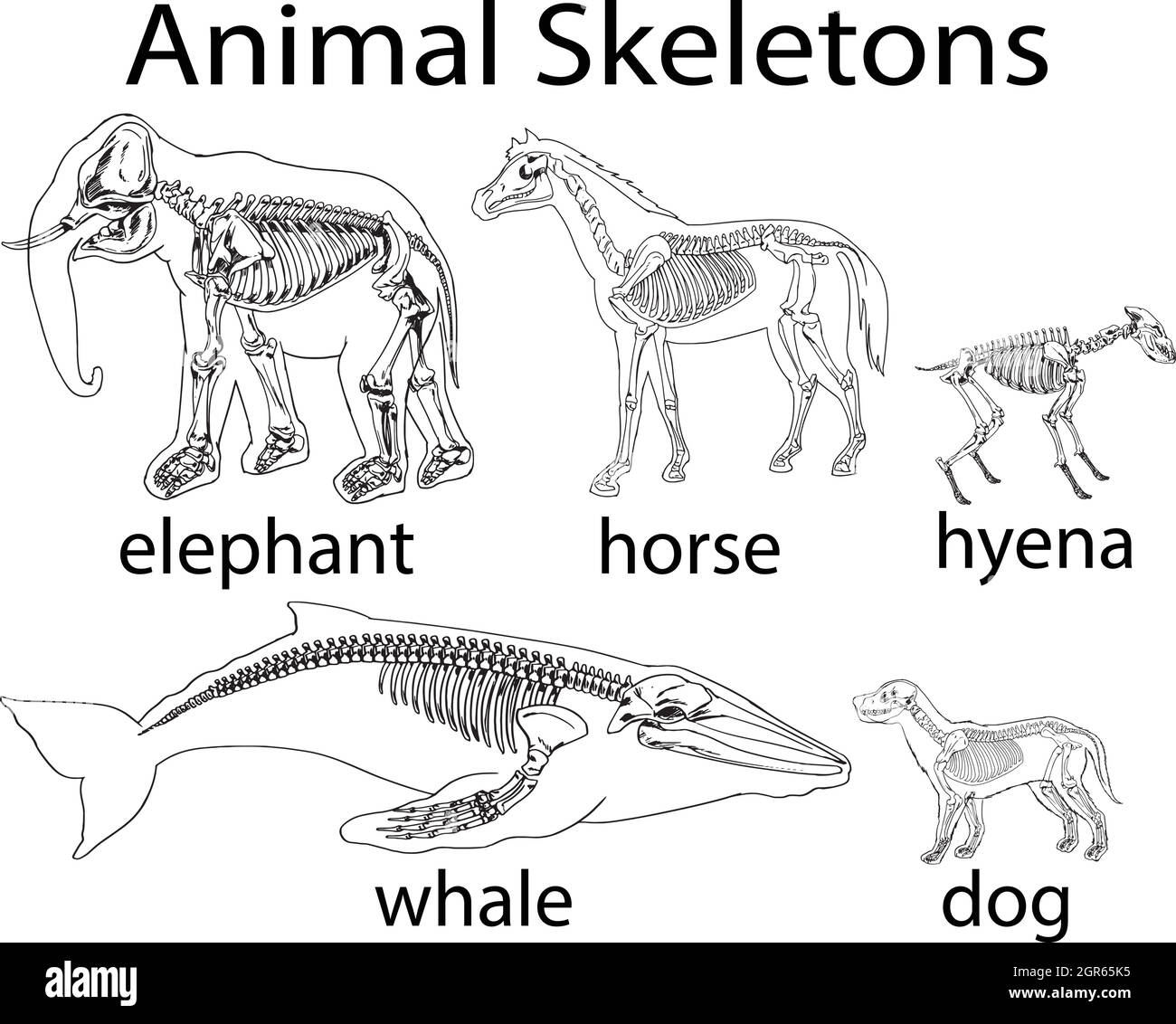 Scheletri di diversi animali selvatici Illustrazione Vettoriale