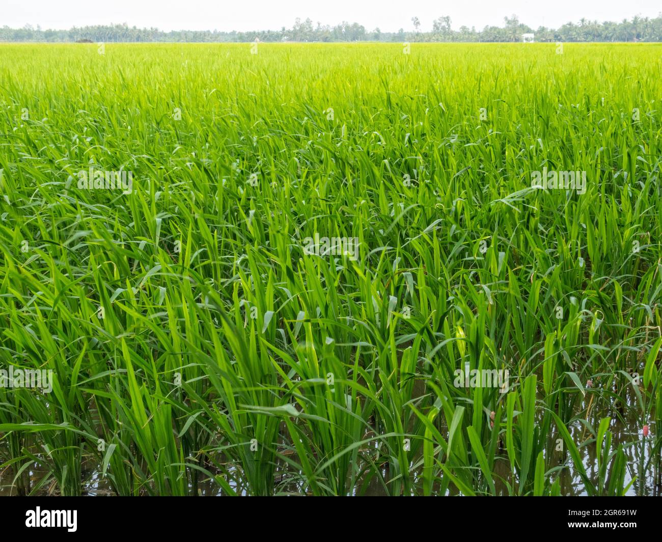 Lussureggiante risaia verde nel delta del fiume Mekong - tra Vinh, Vietnam Foto Stock