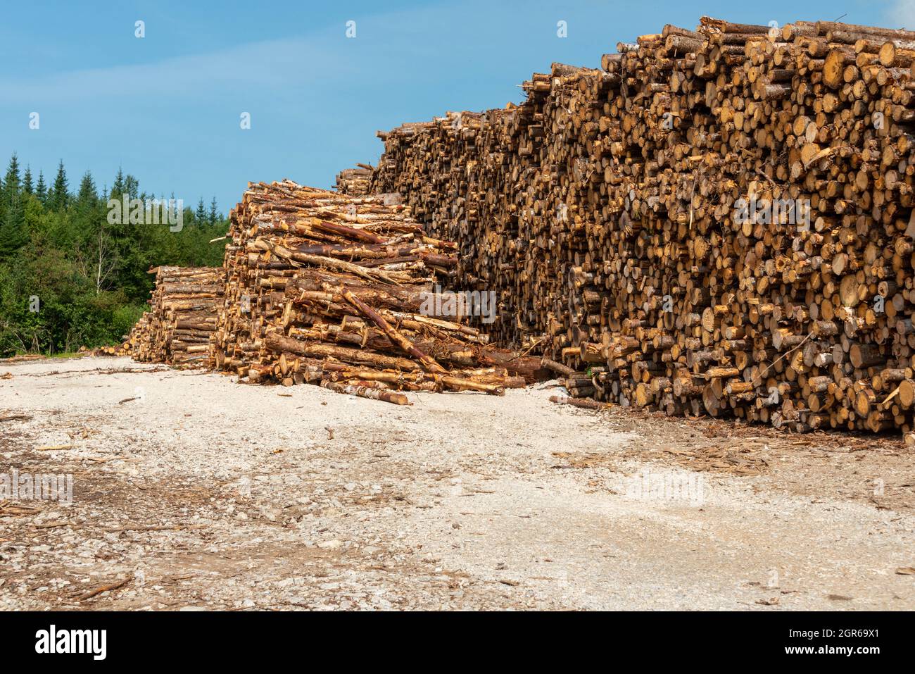 Una pila o un cumulo di tronchi di abete rosso ben impilati. Il materiale di disboscamento è da alberi di dimensioni diverse ed invecchiati. Foto Stock