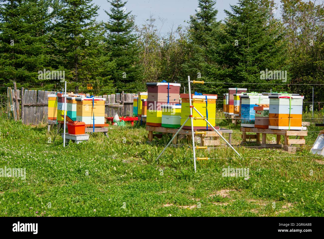 Un gruppo di alveari di legno fatti dall'uomo si siedono tra gli alberi con una recinzione di filo che li separa da un campo. Le scatole di legno sono dipinte di colori colorati. Foto Stock