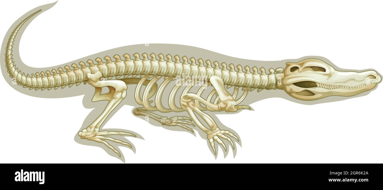 Sistema scheletrico a coccodrillo Illustrazione Vettoriale