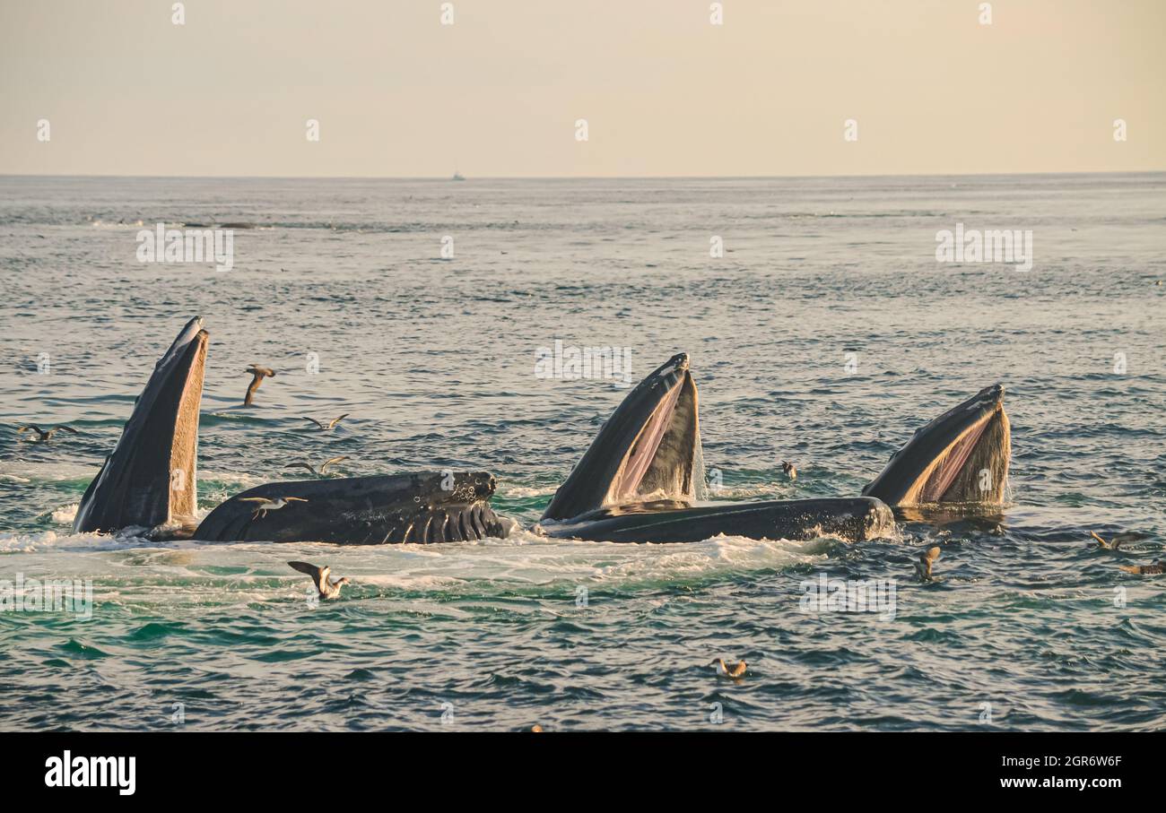 Tre balene Humpback (Megaptera novaeangliae) che cooperano nella caccia collettiva chiamata affondo-alimentazione o bolla-alimentazione. Spazio di copia. Foto Stock