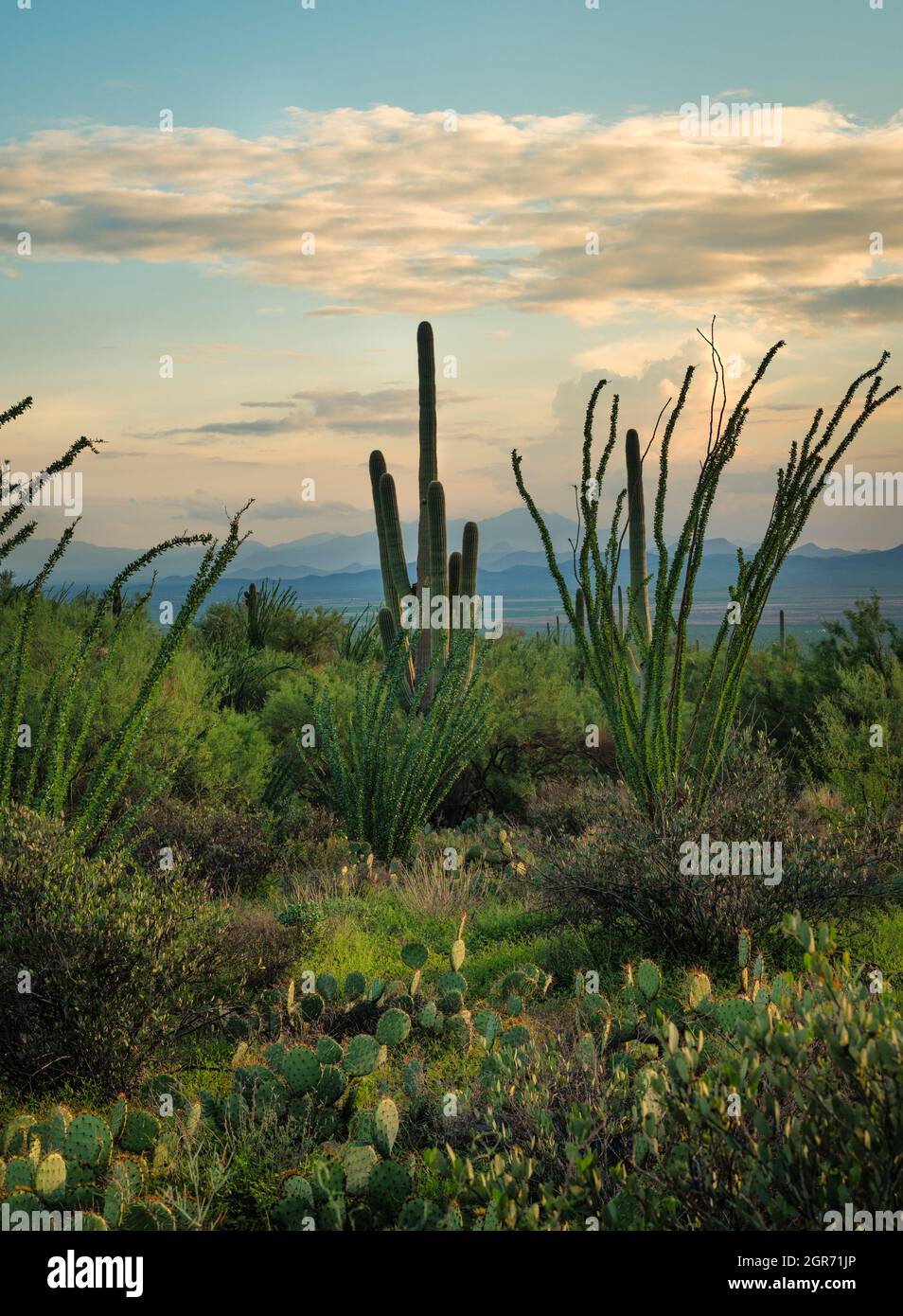 Verde vegetazione desertica e cactus con montagne sullo sfondo Foto Stock