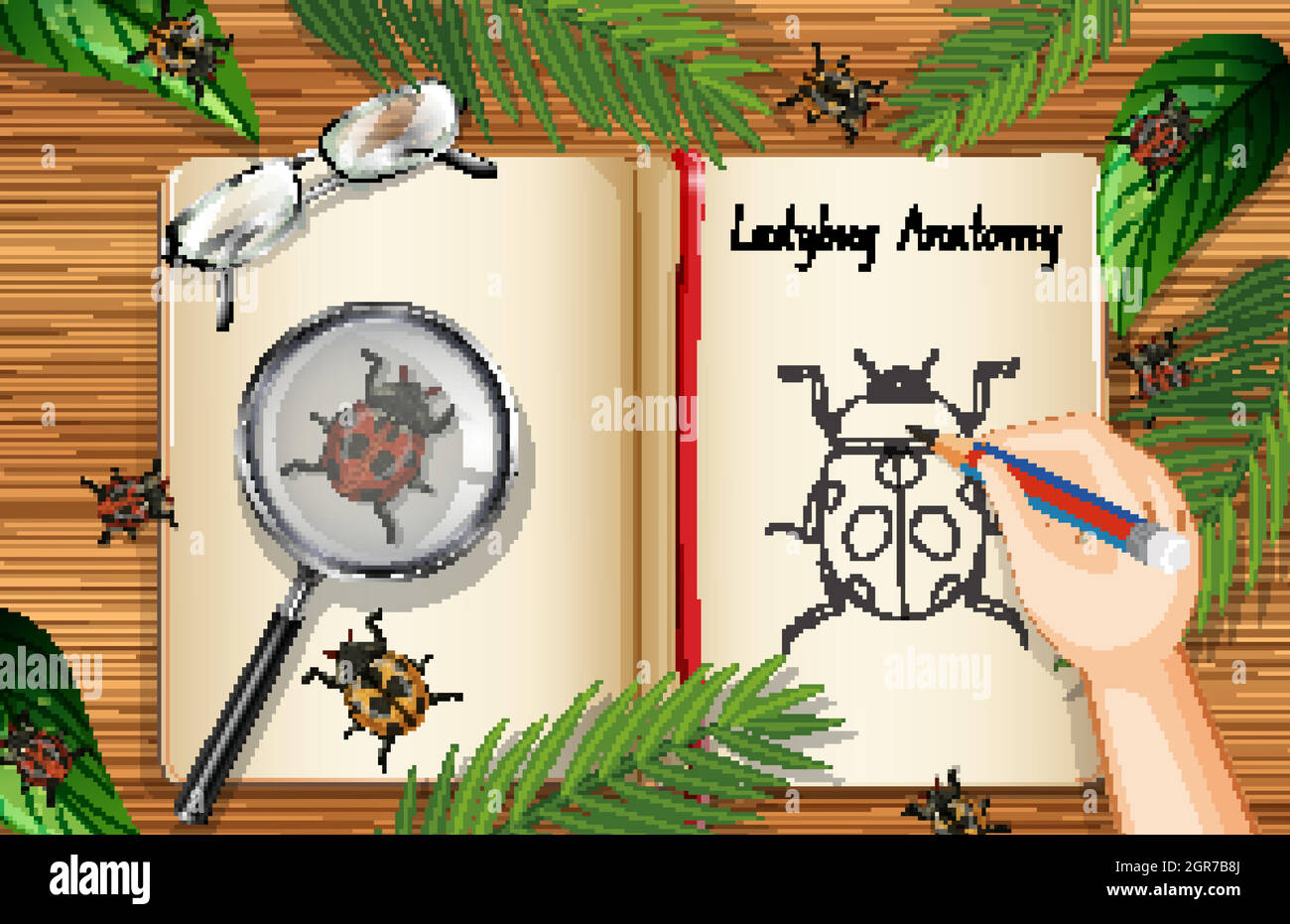 Un disegno di scarabocchio dell'anatomia di ladybug Illustrazione Vettoriale