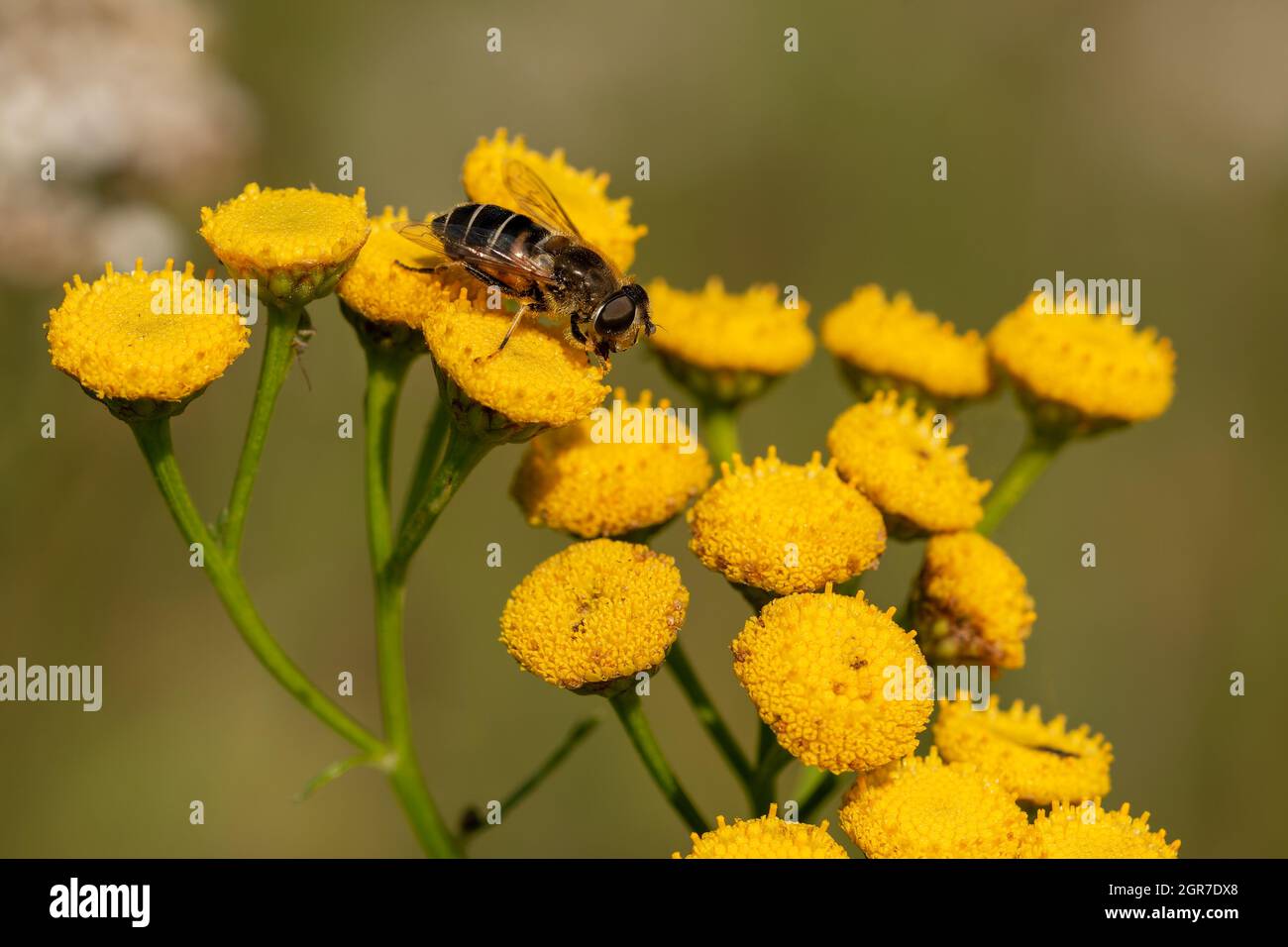 macro primo piano di un insetto meraviglioso come un ragno o volare o scarabeo su una foglia nella natura bella Foto Stock