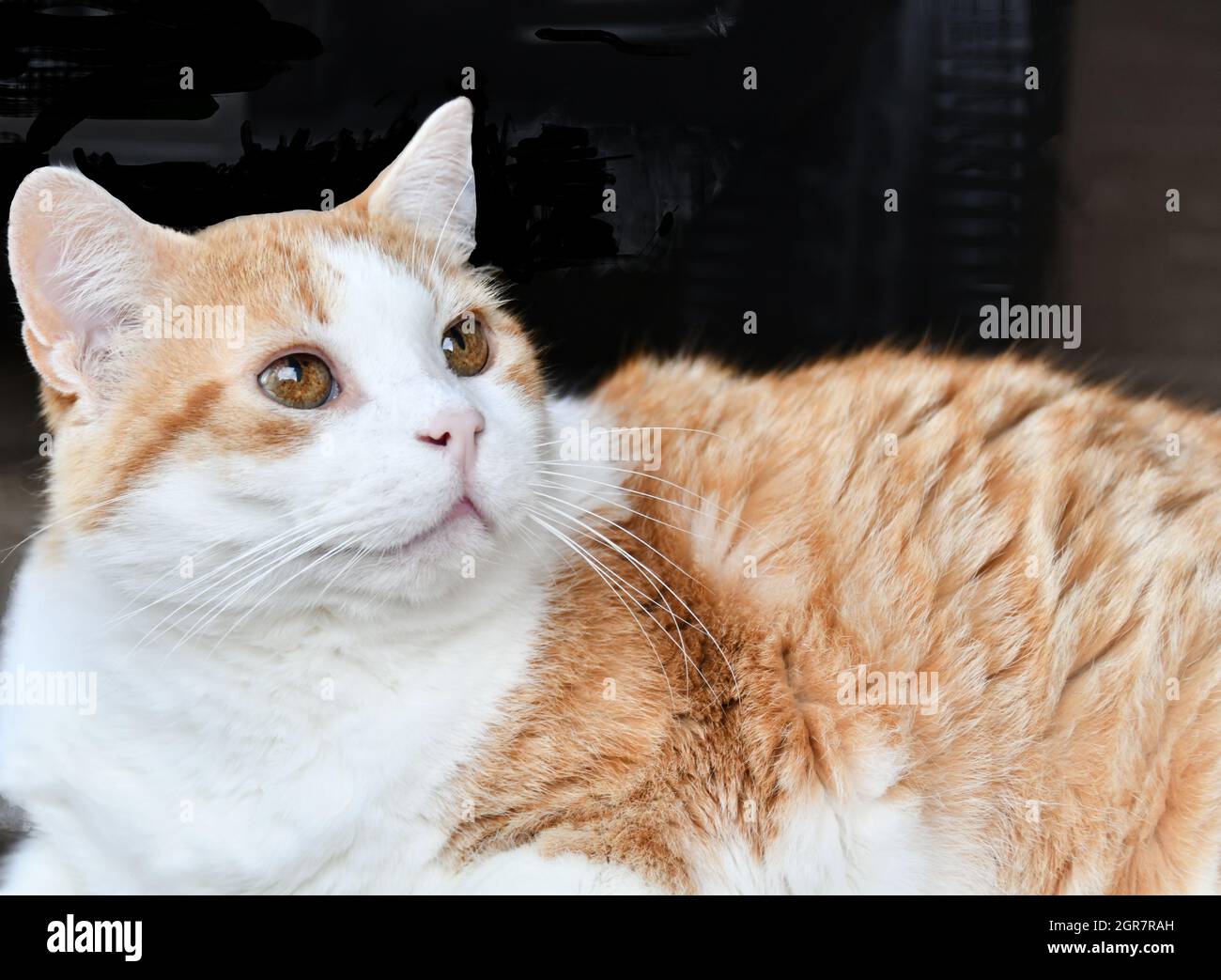 Un gatto arancione e bianco con occhi giallo-marroni si stenderà su un portico, guardando il suo proprietario e amico. Foto Stock