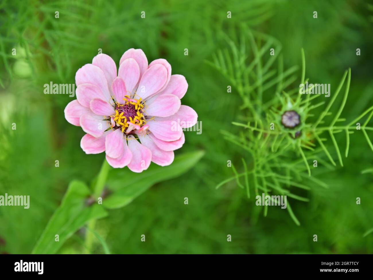 Una piccola pianta di zinnia rosa, in fiore, e una pianta di cosmo germogliante che cresce accanto alla zinnia su sfondo verde. Foto Stock