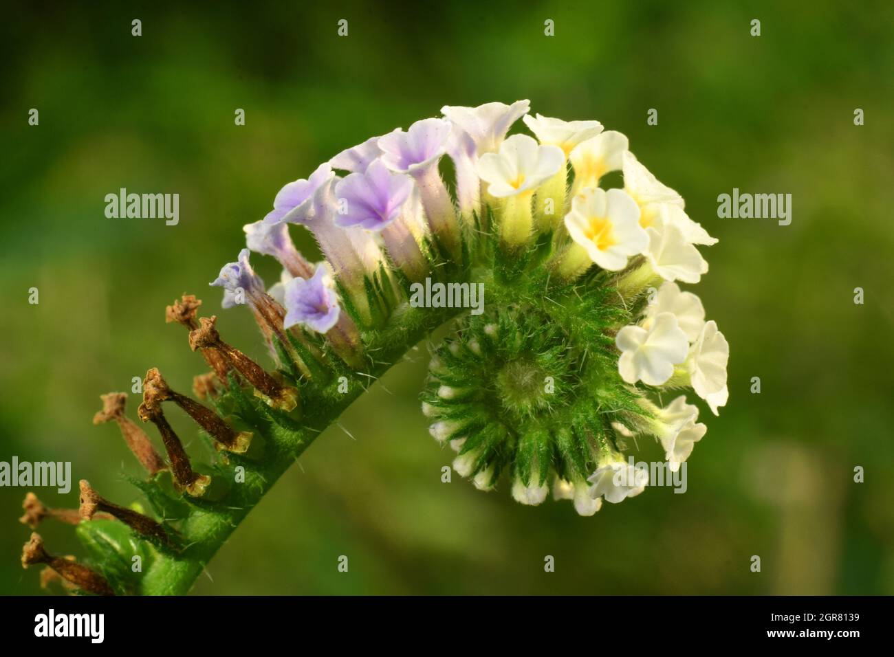 Foto macro di fiore di Heliotropio Foto Stock