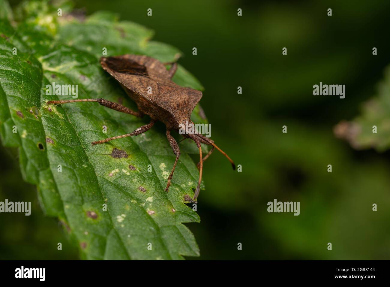 macro primo piano di un insetto meraviglioso come un ragno o volare o scarabeo su una foglia nella natura bella Foto Stock