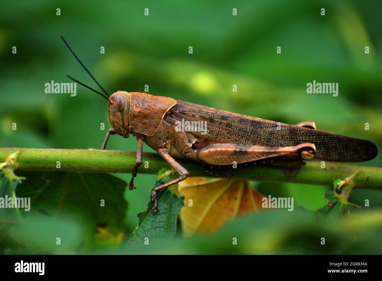 Grasshopper gigante (Valanga irregolarità), fonte alternativa di proteine in Java Foto Stock