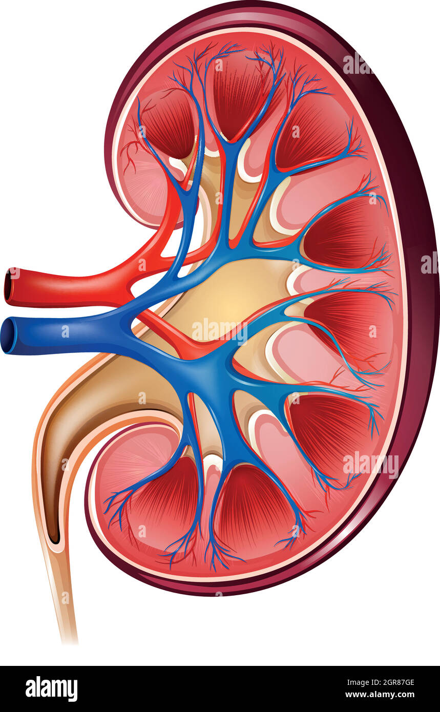 Rene Illustrazione Vettoriale