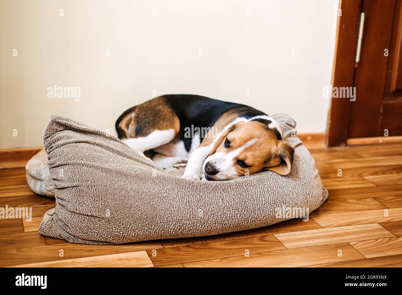 Malattie del cucciolo, comuni illness da osservare per in Puppies. Puppy di  Beagle malato è sdraiato sul letto del cane Foto stock - Alamy