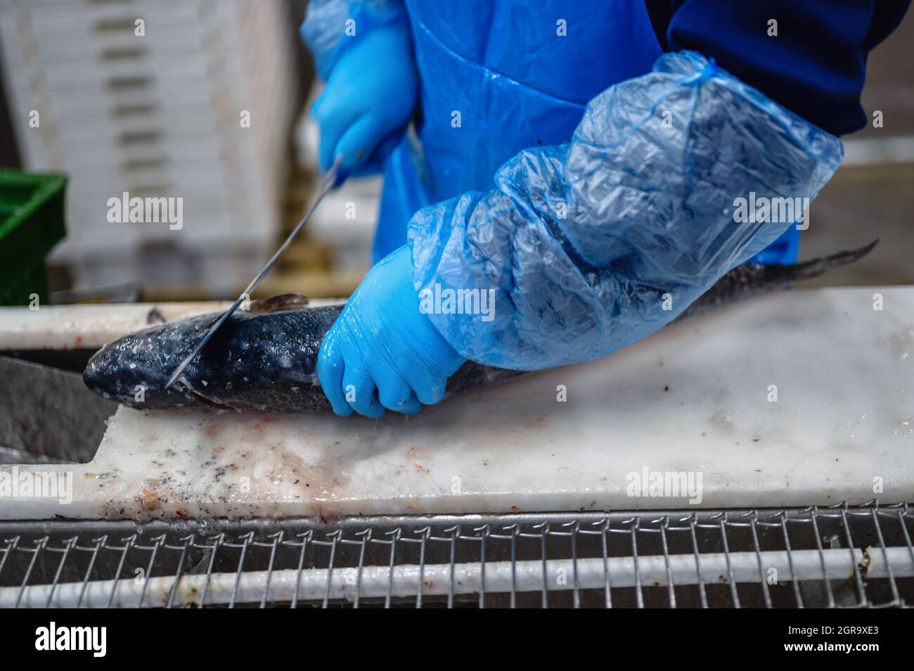 Un lavoratore taglia la testa di una trota con un coltello. Foto Stock