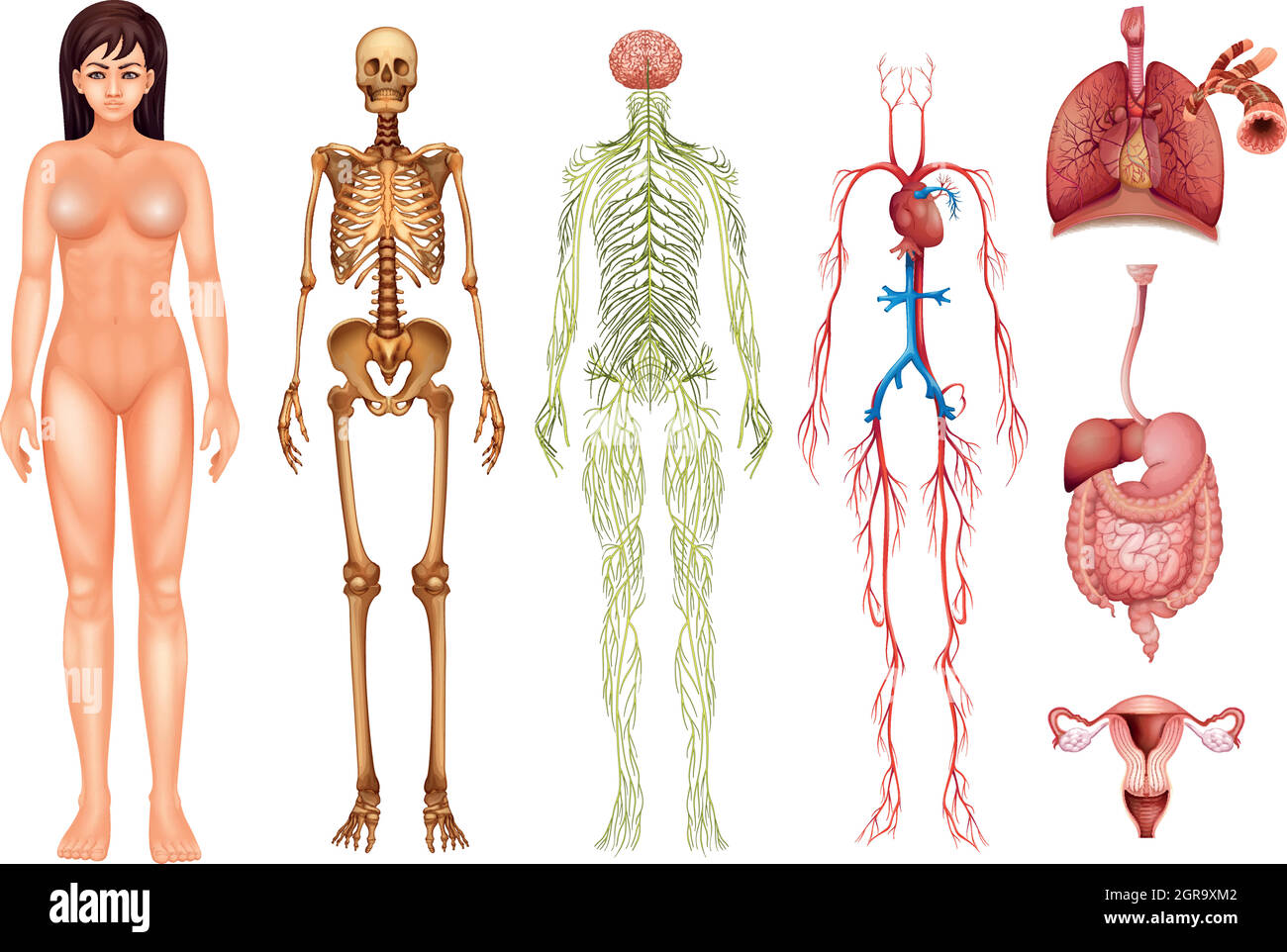 Sistemi del corpo umano Illustrazione Vettoriale