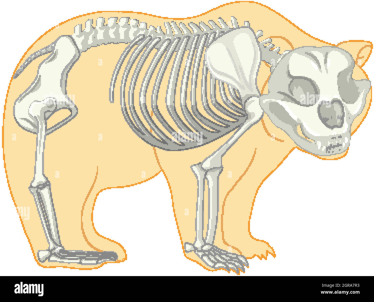 Scheletro Anatomia di orso selvatico isolato Illustrazione Vettoriale Scheletro Anatomia di orso selvatico isolato Illustrazione Vettoriale