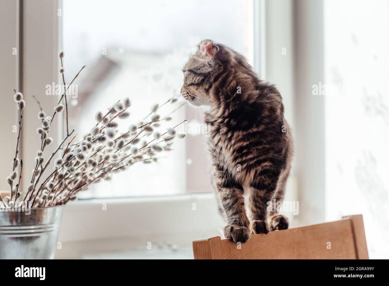 Gatto che guarda lontano Foto stock - Alamy