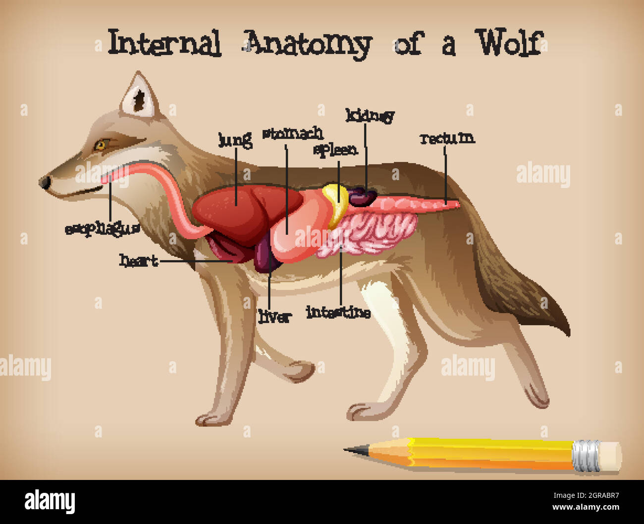 Anatomia interna di un lupo Illustrazione Vettoriale