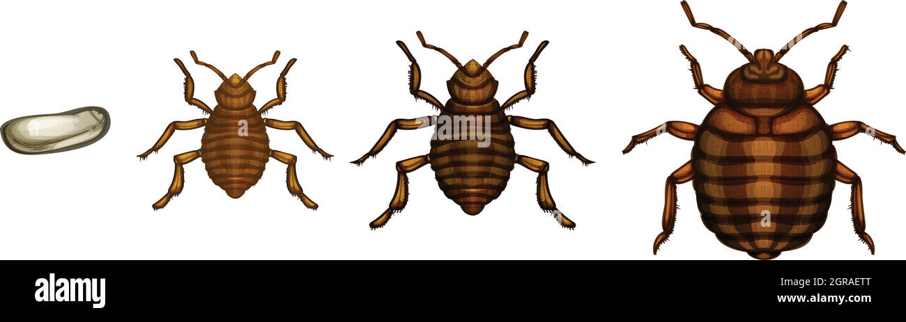 Ciclo di vita del bug del letto - Cimex lectularius Illustrazione Vettoriale