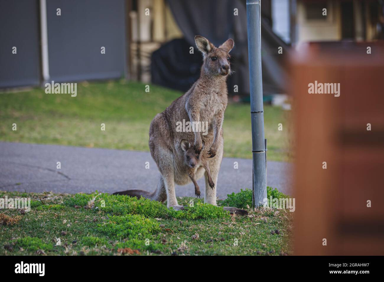 Canguro grigio orientale femmina con il suo Joey Foto Stock