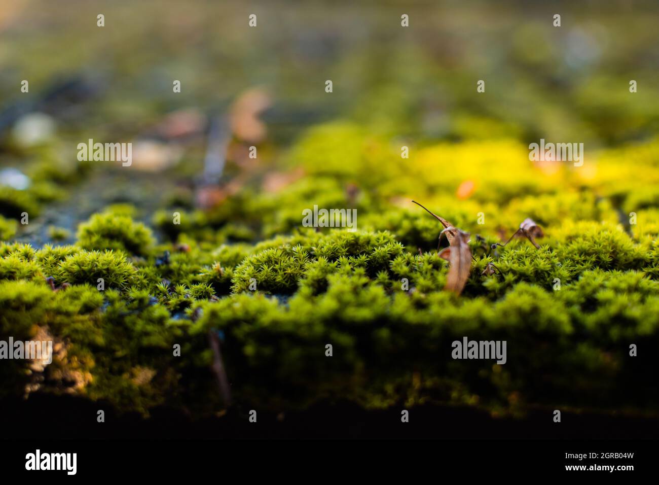 Muschio verde sul tetto della casa Foto Stock