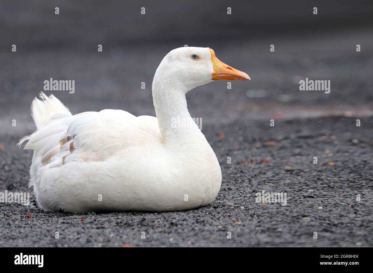 Anatra bianca seduta su pietra nera bella posa Foto Stock