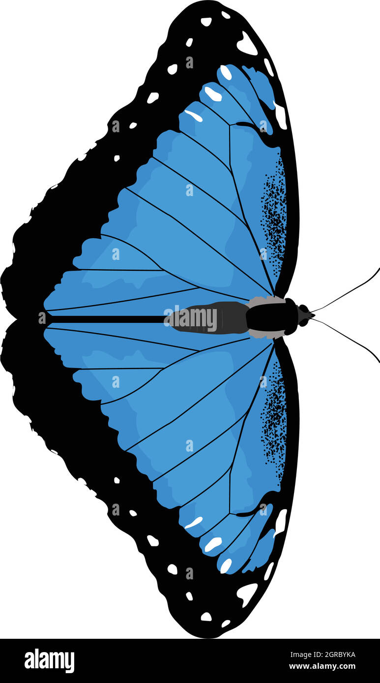 Morpeo peleides - Peleides blue morpho - vista dorsale - vettore piatto isolato Illustrazione Vettoriale