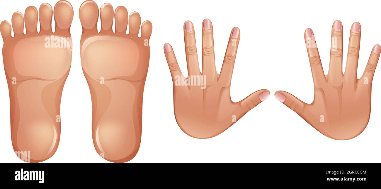 Anatomia umana piedi e mani Illustrazione Vettoriale