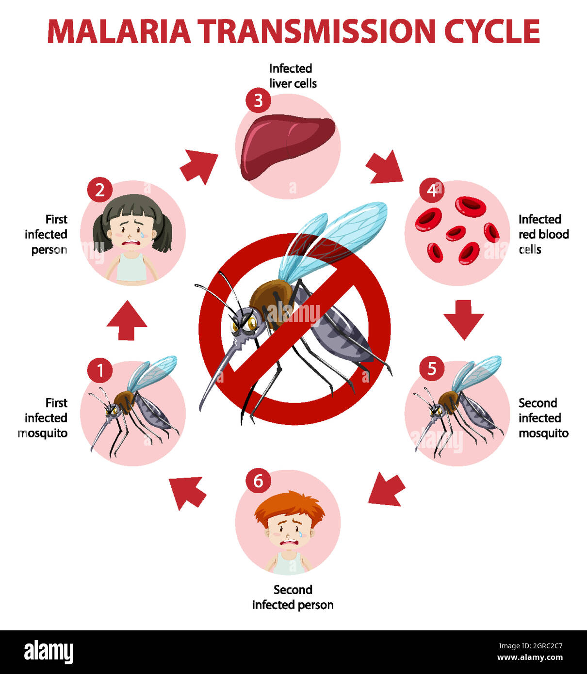 Infografica sul ciclo di trasmissione della malaria e sui sintomi Illustrazione Vettoriale