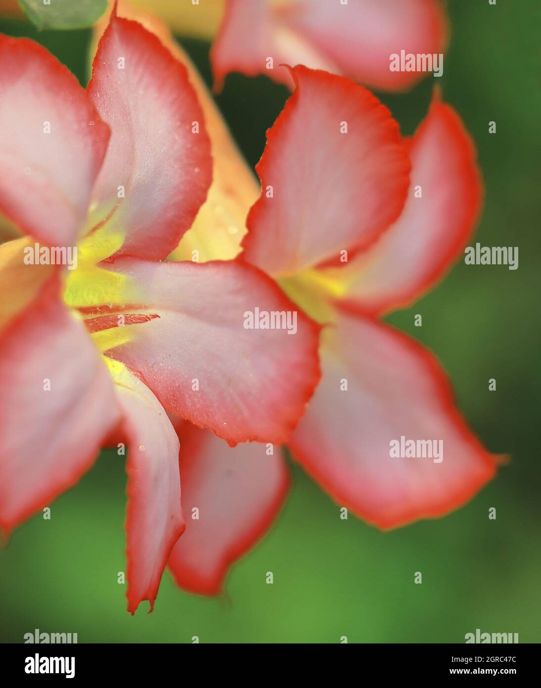 bel fiore di adenium (adenium obesum) in fiore Foto Stock
