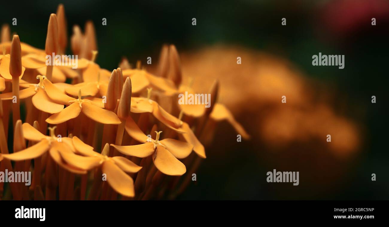 ixora o geranio giungla o fiore di fiamma giungla (fiore di rongon) in fiore in giardino, stagione estiva Foto Stock