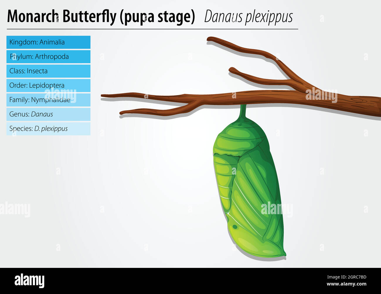 Farfalla Monarch - Danaus plexippus - palcoscenico pupa Illustrazione Vettoriale