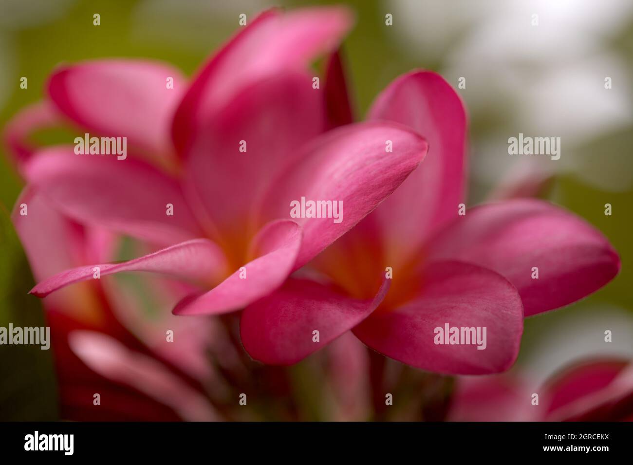 Plumeria fiorente profumata o frangipani sfondo naturale macro floreale Foto Stock