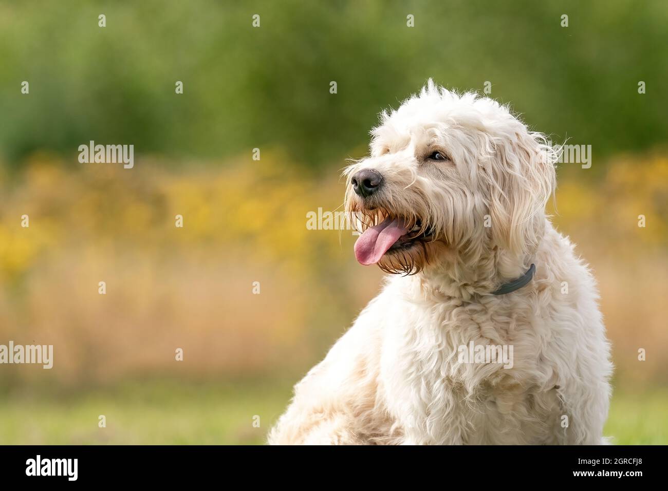 Testa bianca del cane di Labradoodle, il cane siede sull'erba, fiori gialli e canne sullo sfondo. Il cane bianco con capelli ricci è seduto al sole. Foto Stock